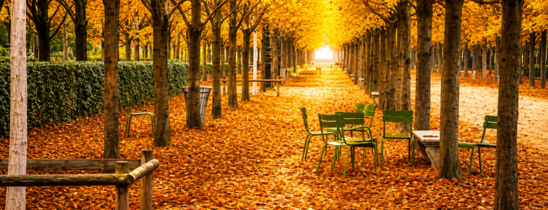 Autumn in Paris with tree-lined paths covered in golden leaves